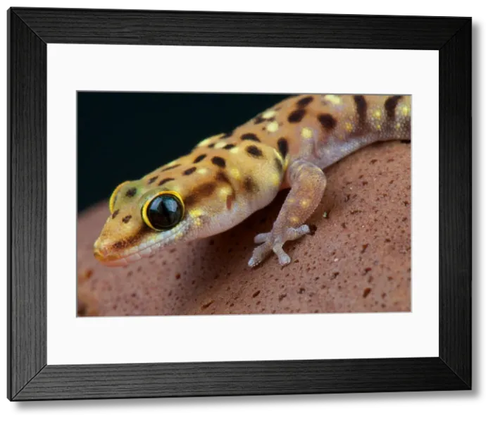 Framed Print : Tiger gecko (Pachydactylus tigrinus)