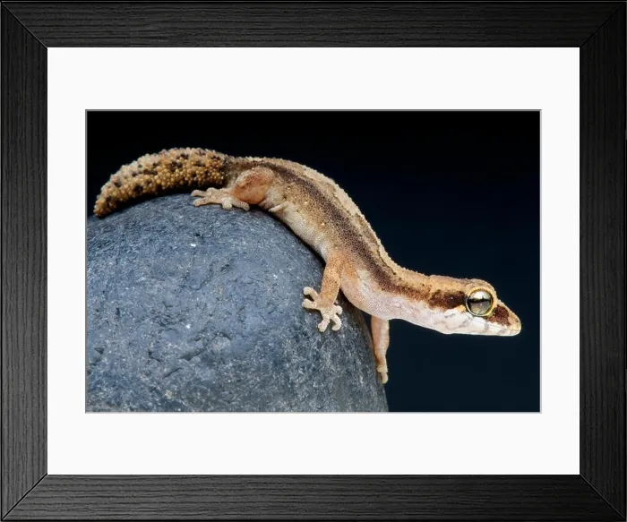 Framed Print : Pygmy panther gecko / Paroedura androyensis Framed Print : Pygmy panther gecko / Paroedura androyensis