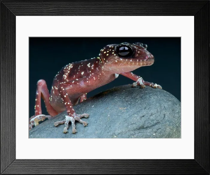 Framed Print : Masobe gecko / Paroedura masobe Framed Print : Masobe gecko / Paroedura masobe