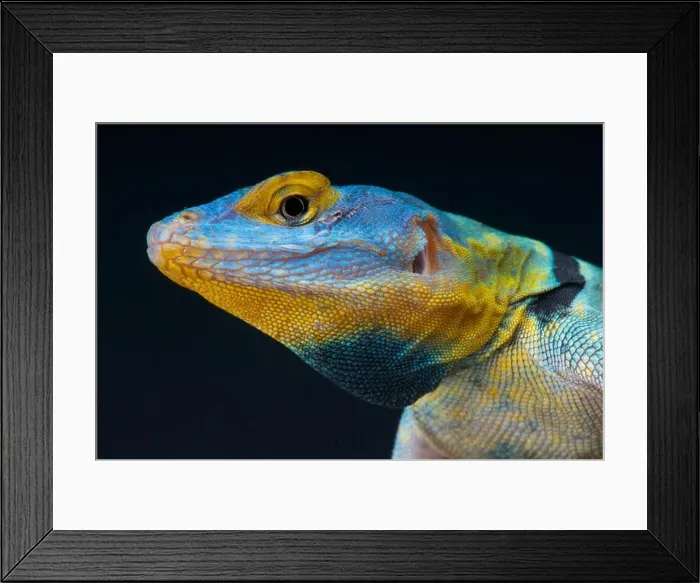Framed Print : Baja blue rock lizard / Petrosaurus thalassinus Framed Print : Baja blue rock lizard / Petrosaurus thalassinus