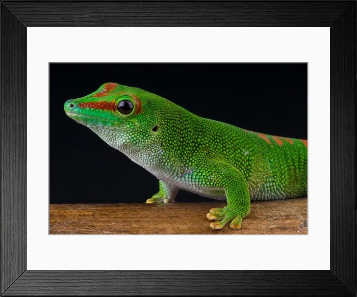 Framed Print : Giant day gecko / Phelsuma madagascariensis grandis Framed Print : Giant day gecko / Phelsuma madagascariensis grandis