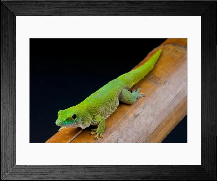 Framed Print : Koch's giant day gecko (Phelsuma madagascariensis kochi) Framed Print : Koch's giant day gecko (Phelsuma madagascariensis kochi)