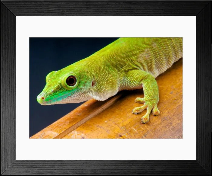 Framed Print : Koch's day gecko (Phelsuma kochi) Framed Print : Koch's day gecko (Phelsuma kochi)
