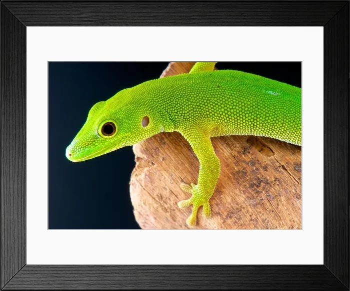 Framed Print : Pemba island day gecko / Phelsuma parkeri Framed Print : Pemba island day gecko / Phelsuma parkeri
