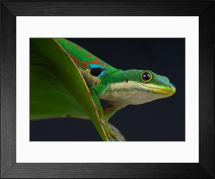 Framed Print : Peacock day gecko / Phelsuma quadriocellata Framed Print : Peacock day gecko / Phelsuma quadriocellata