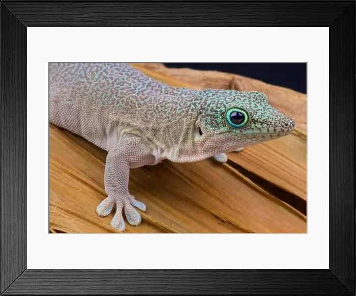 Framed Print : Standing's day gecko / Phelsuma standingi Framed Print : Standing's day gecko / Phelsuma standingi