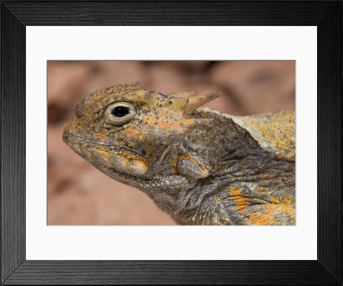 Framed Print : Desert horned lizard (Phrynosoma platyrhinos) Framed Print : Desert horned lizard (Phrynosoma platyrhinos)