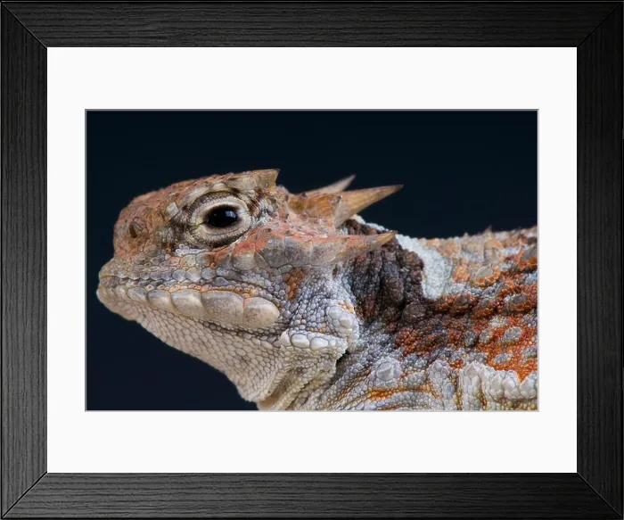 Framed Print : Desert horned lizard / Phrynosoma platyrhinos Framed Print : Desert horned lizard / Phrynosoma platyrhinos