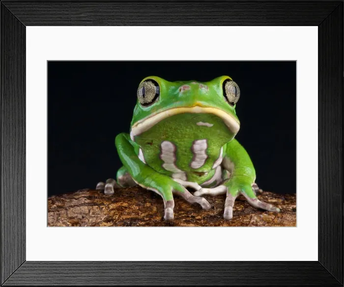 Framed Print : Waxy leaf frog / Phyllomedusa sauvagii Framed Print : Waxy leaf frog / Phyllomedusa sauvagii