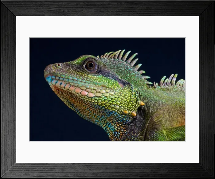 Framed Print : Asian water dragon / Physignathus concincinus Framed Print : Asian water dragon / Physignathus concincinus