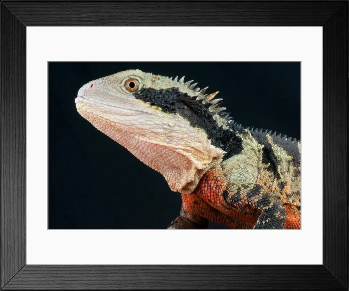 Framed Print : Australian water dragon  /  Physignatus lesueuri