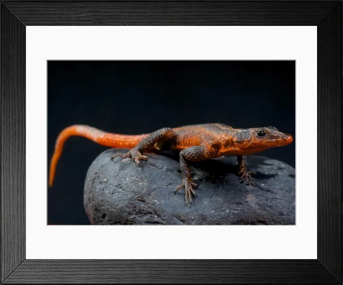 Framed Print : Red rock lizard / Platysaurus janssoni Framed Print : Red rock lizard / Platysaurus janssoni