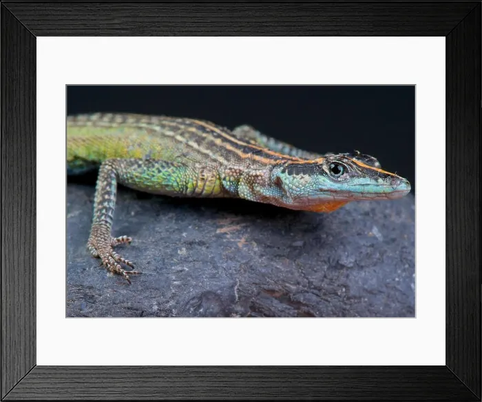 Framed Print : Flat rock lizard / Platysaurus Torquatus Framed Print : Flat rock lizard / Platysaurus Torquatus