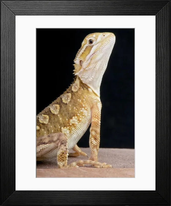 Framed Print : Dwarf bearded dragon / Pogona henrylawsoni Framed Print : Dwarf bearded dragon / Pogona henrylawsoni