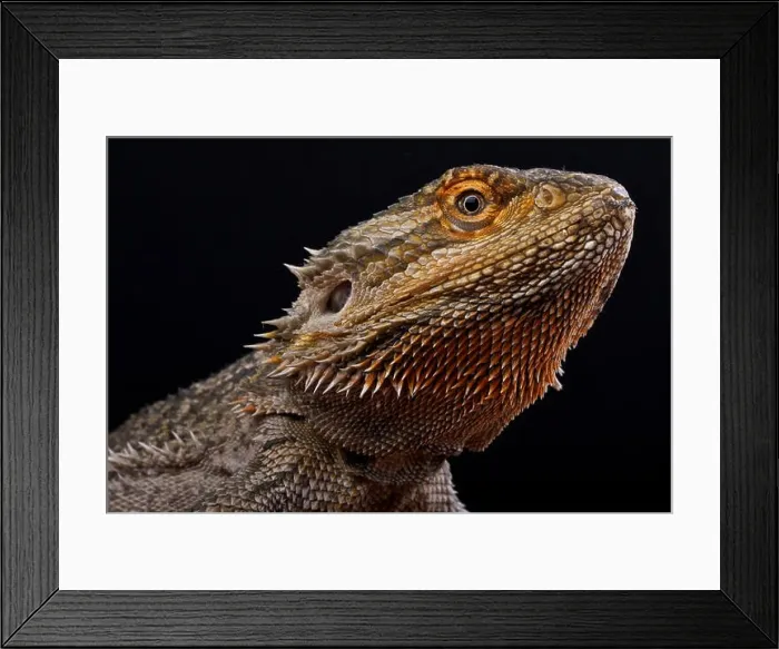 Framed Print : Bearded dragon / Pogona vitticeps Framed Print : Bearded dragon / Pogona vitticeps