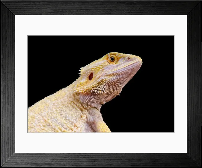 Framed Print : Bearded dragon / Pogona vitticeps Framed Print : Bearded dragon / Pogona vitticeps