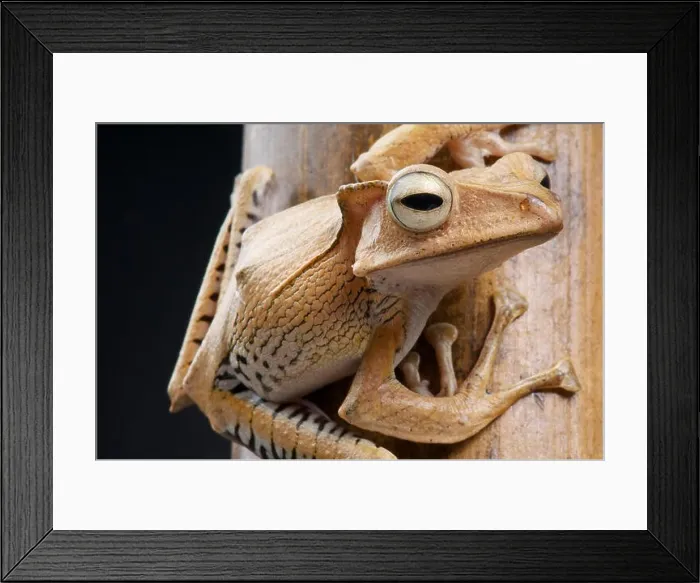 Framed Print : Crested bamboo frog / Polypedates otilophus Framed Print : Crested bamboo frog / Polypedates otilophus