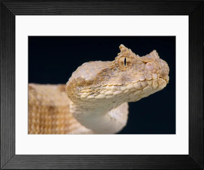 Framed Print : Field's horned viper / Pseudocerastes fieldi Framed Print : Field's horned viper / Pseudocerastes fieldi