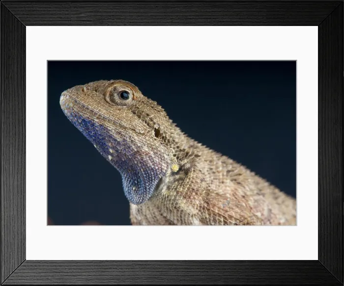 Framed Print : Sinai agama / Pseudotrapelus sinaitus Framed Print : Sinai agama / Pseudotrapelus sinaitus