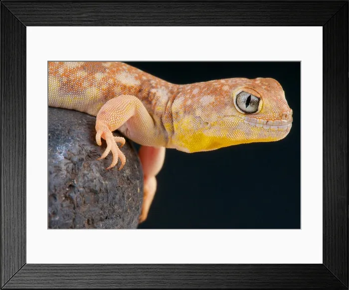 Framed Print : Barking gecko / Ptenopus garrulus maculatus Framed Print : Barking gecko / Ptenopus garrulus maculatus