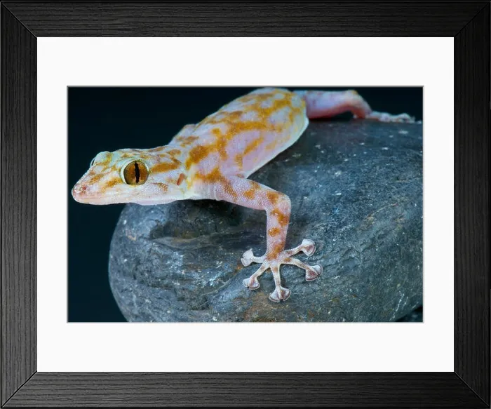 Framed Print : Fan-fingered gecko (Ptyodactylus ragazzi) Framed Print : Fan-fingered gecko (Ptyodactylus ragazzi)