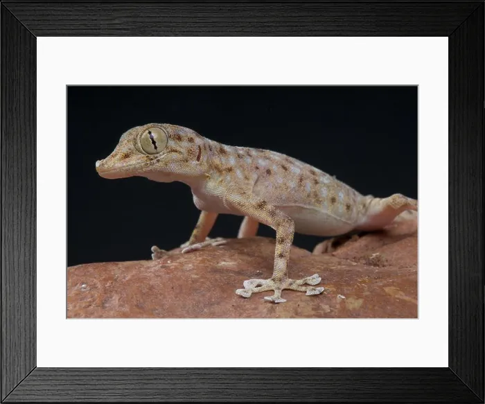 Framed Print : Fan footed gecko  /  Ptyodactylus hasselquisti
