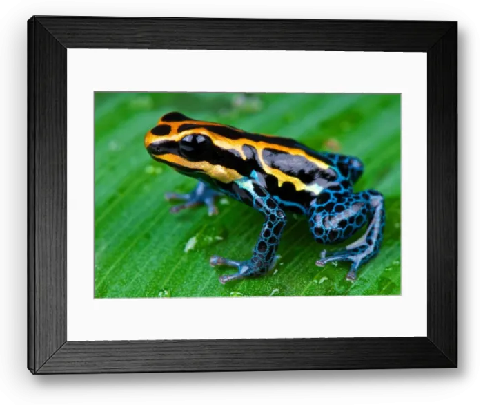 Framed Print : Amazon dart frog / Ranitomeya ventrimaculata Framed Print : Amazon dart frog / Ranitomeya ventrimaculata
