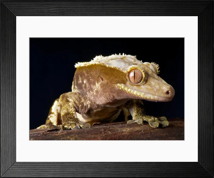 Framed Print : Crested gecko / Rhacodactylus ciliatus Framed Print : Crested gecko / Rhacodactylus ciliatus