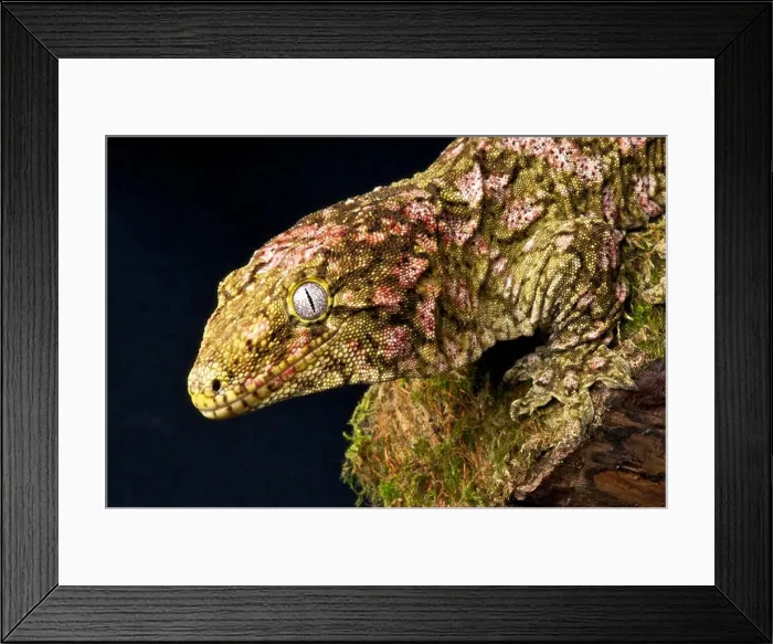 Framed Print : Giant gecko / Rhacodactylus laechianus laechianus Framed Print : Giant gecko / Rhacodactylus laechianus laechianus