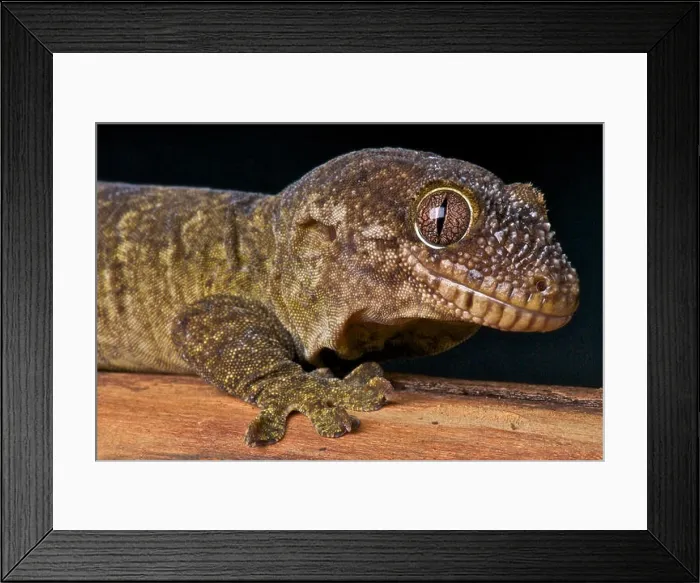 Framed Print : Lesser rough snouted gecko / Rhacodactylus trachyrhymchus trachycephalus Framed Print : Lesser rough snouted gecko / Rhacodactylus trachyrhymchus trachycephalus