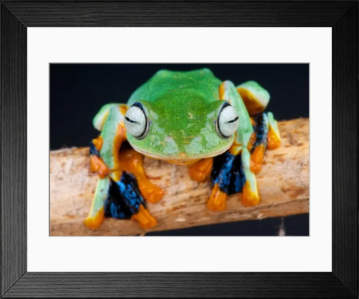Framed Print : Flying frog / Rhacophorus reinwardtii Framed Print : Flying frog / Rhacophorus reinwardtii