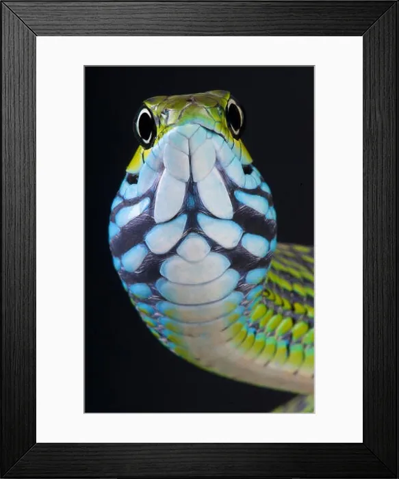 Framed Print : Dagger-tooth snake (Rhamnophis aethiopissa) Framed Print : Dagger-tooth snake (Rhamnophis aethiopissa)