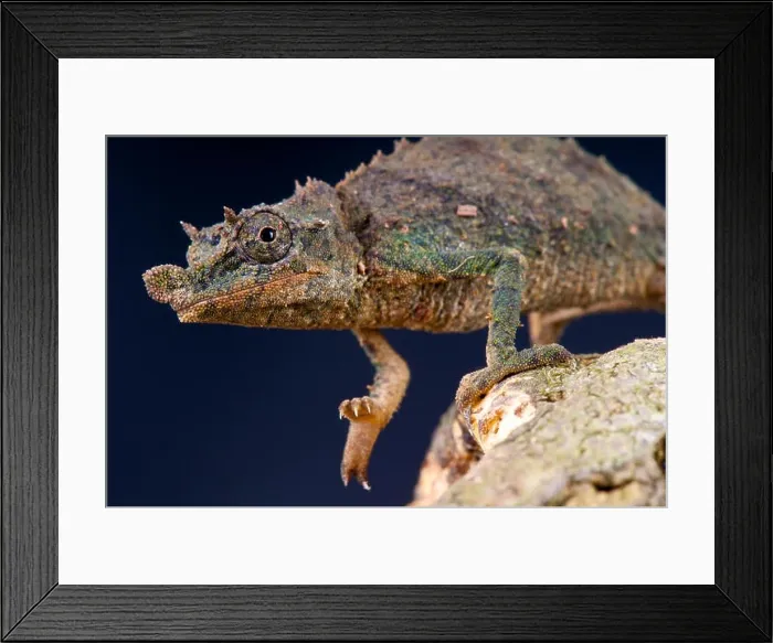 Framed Print : Pygmy chameleon / Rhampholeon acuminatus Framed Print : Pygmy chameleon / Rhampholeon acuminatus