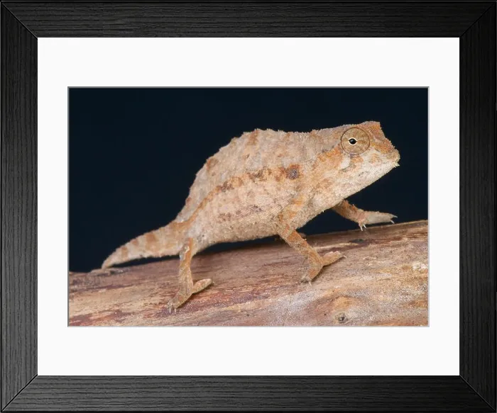 Framed Print : Bearded leaf chameleon / Rieppeleon brevicauda Framed Print : Bearded leaf chameleon / Rieppeleon brevicauda