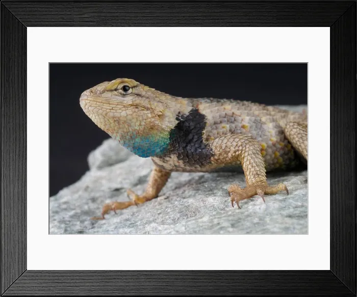 Framed Print : Desert spiny lizard / Sceloporus magister Framed Print : Desert spiny lizard / Sceloporus magister