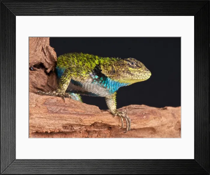 Framed Print : Emerald spiny lizard / Sceloporus malachiticus Framed Print : Emerald spiny lizard / Sceloporus malachiticus