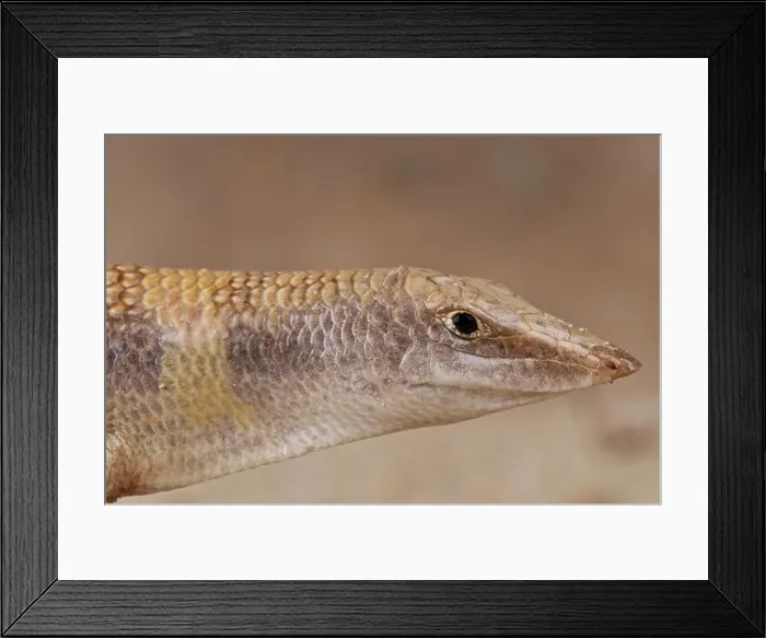 Framed Print : Sandfish / Scincus scincus Framed Print : Sandfish / Scincus scincus