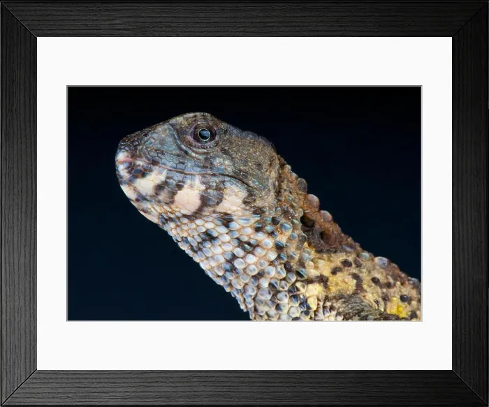 Framed Print : Chinese crocodile lizard / Shinisaurus crocodilirus Framed Print : Chinese crocodile lizard / Shinisaurus crocodilirus
