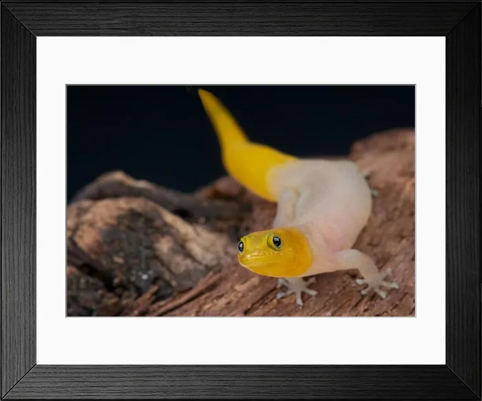 Framed Print : dwarf striped gecko / Sphaerodactylus nigropunctatus Framed Print : dwarf striped gecko / Sphaerodactylus nigropunctatus