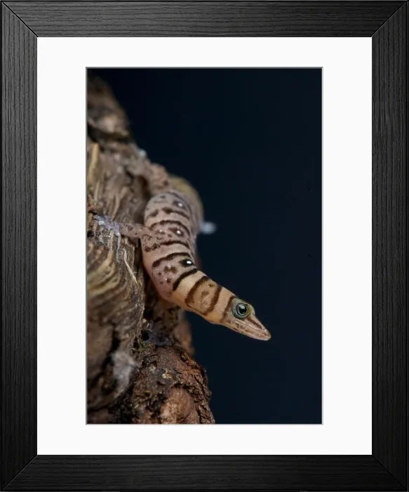 Framed Print : Dwarf striped gecko / Sphaerodactylus nigropunctatus Framed Print : Dwarf striped gecko / Sphaerodactylus nigropunctatus