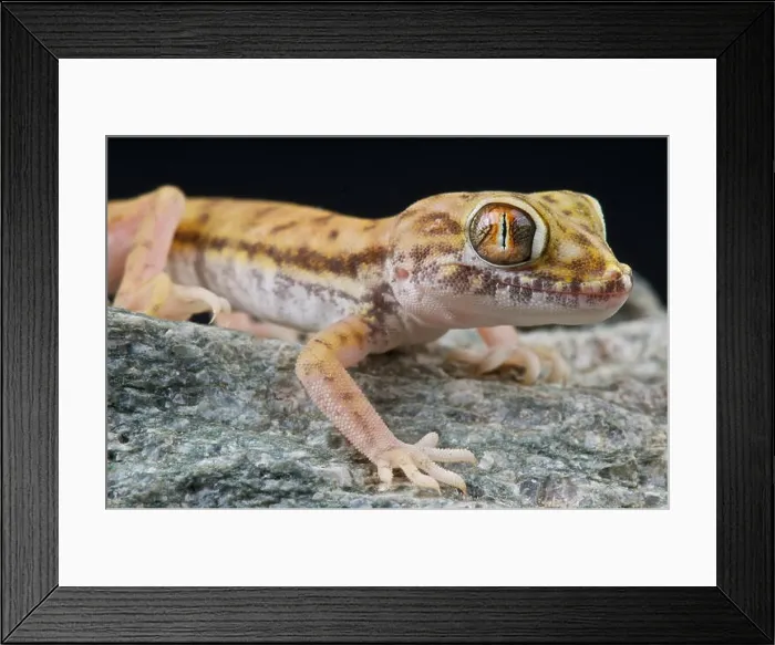 Framed Print : Sand gecko / Stenodactylus petrii Framed Print : Sand gecko / Stenodactylus petrii