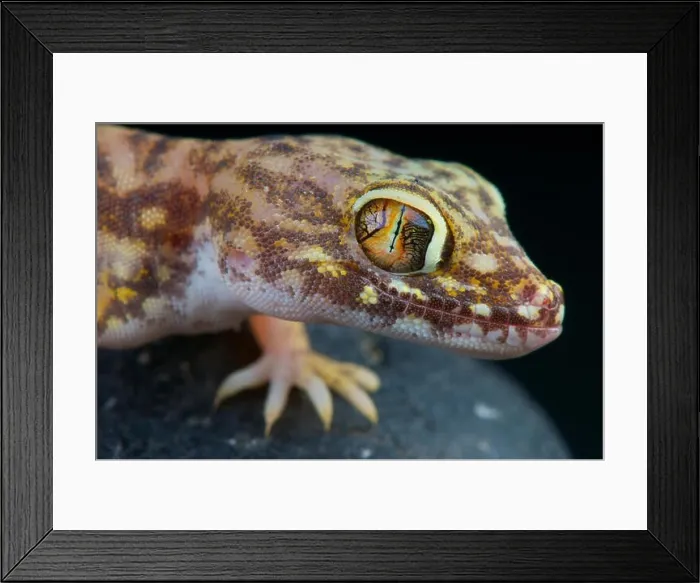 Framed Print : Giant sand gecko / Stenodactylus pettrii Framed Print : Giant sand gecko / Stenodactylus pettrii