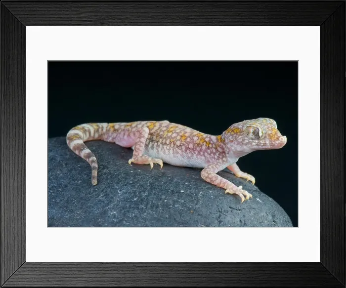 Framed Print : Sand gecko / Stenodactylus sthenodactylus Framed Print : Sand gecko / Stenodactylus sthenodactylus