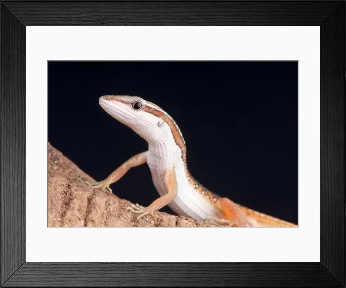 Framed Print : Spotted grass lizard / Takydromus sexlineatus occelatus Framed Print : Spotted grass lizard / Takydromus sexlineatus occelatus