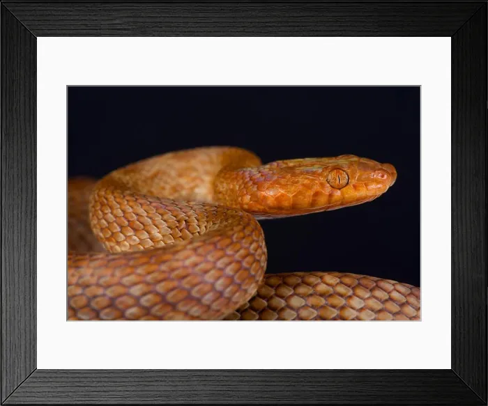 Framed Print : Arabian cat snake / Telescopus dhara Framed Print : Arabian cat snake / Telescopus dhara
