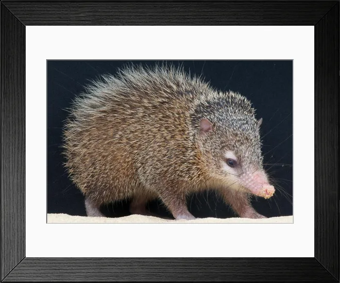 Framed Print : Greater Tenrec / Tenrec ecaudatus Framed Print : Greater Tenrec / Tenrec ecaudatus