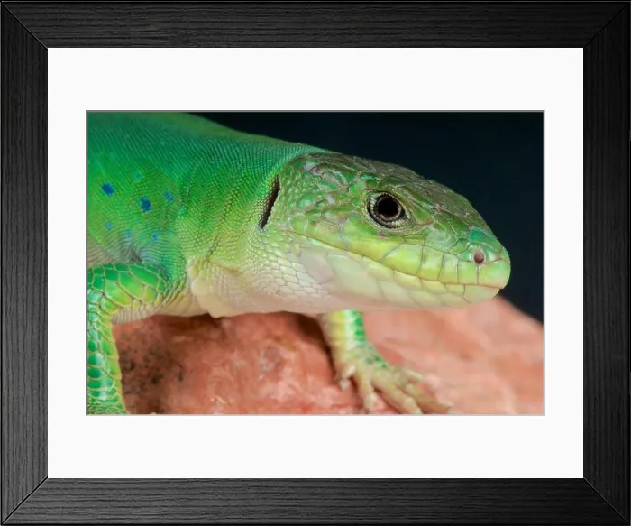 Framed Print : Moroccan eyed lizard / Timon tangitanus Framed Print : Moroccan eyed lizard / Timon tangitanus