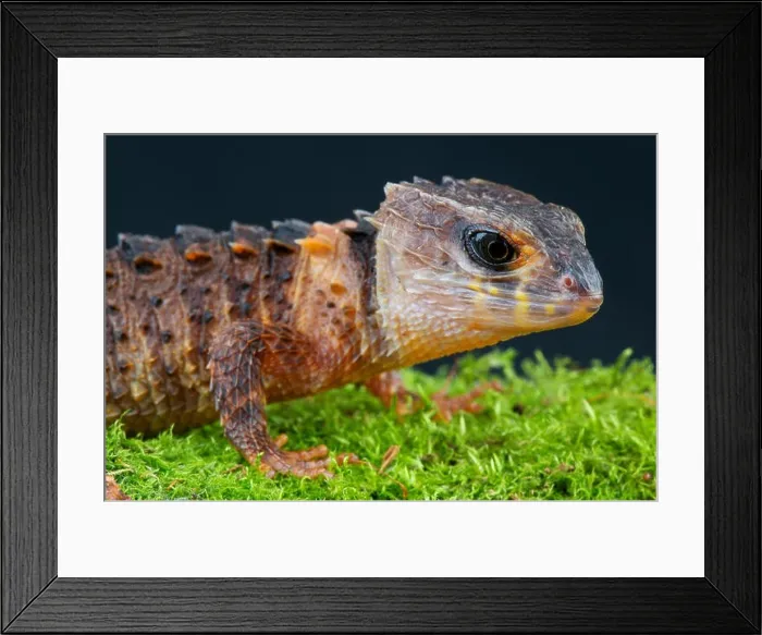Framed Print : Crocodile skink  /  Tribolonotus novaeguinea