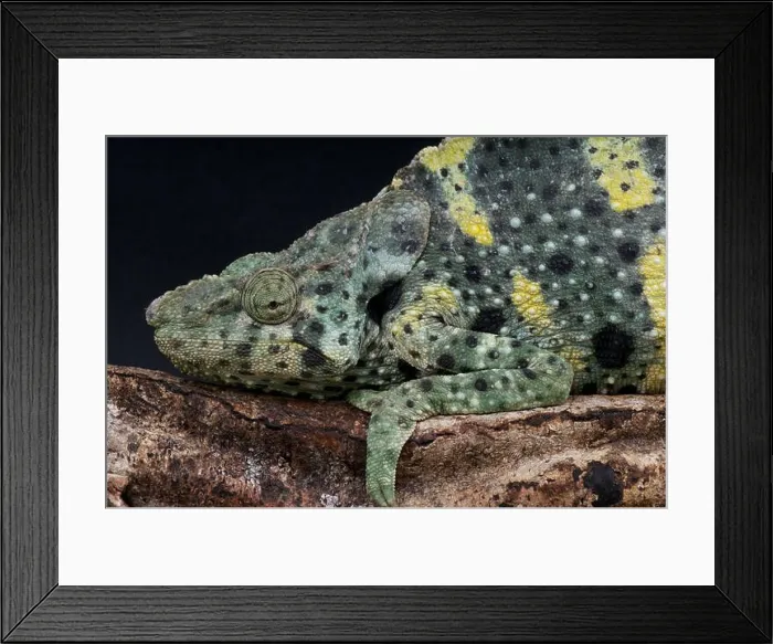 Framed Print : Meller's giant chameleon / Trioceros melleri Framed Print : Meller's giant chameleon / Trioceros melleri