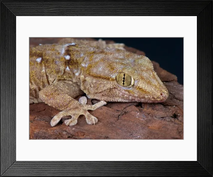 Framed Print : Wall gecko / Tarentola annularis Framed Print : Wall gecko / Tarentola annularis